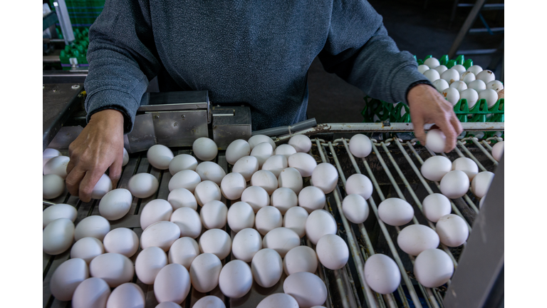 Egg production line,  sorting. close-up.