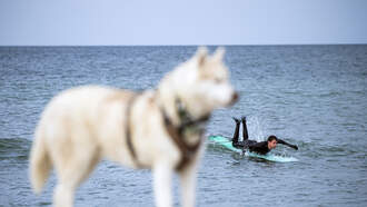 List: 10 Best Dog Beaches in the US, 2 are here in North Carolina