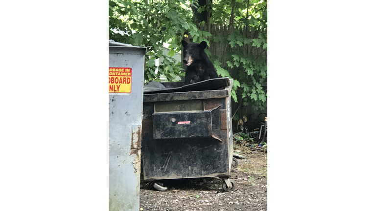 Bear in Dumpster