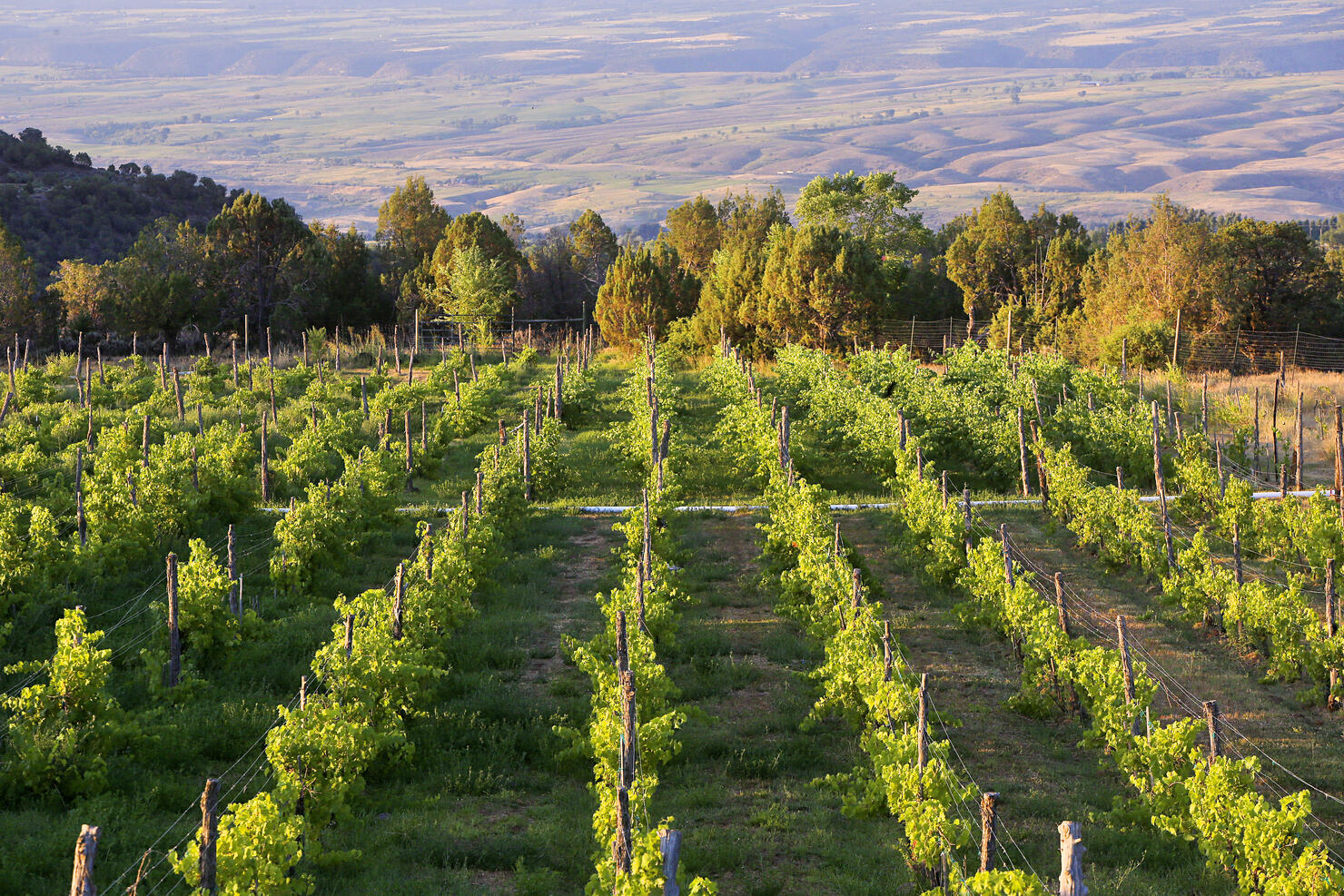 Vineyards in Paonia