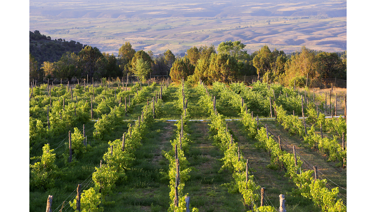 Vineyards in Paonia
