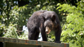Bear Runs Off With A Golfer's Golf Bag 