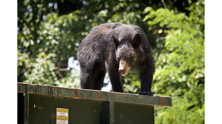 Black Bear on a dumpster