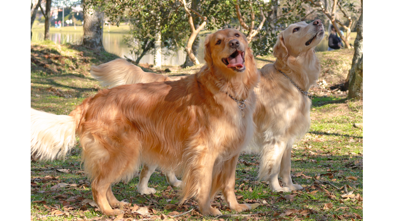 Pet happiness dog  - Two  Golden Retriever