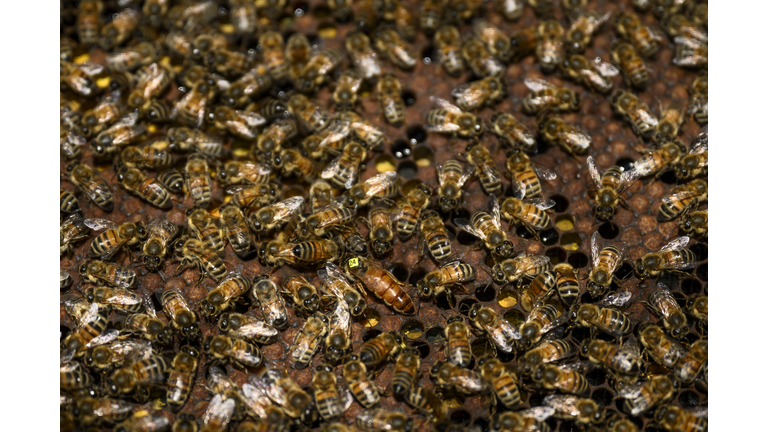 Science And Tradition Help Bee Keepers Adapt To Climate Change