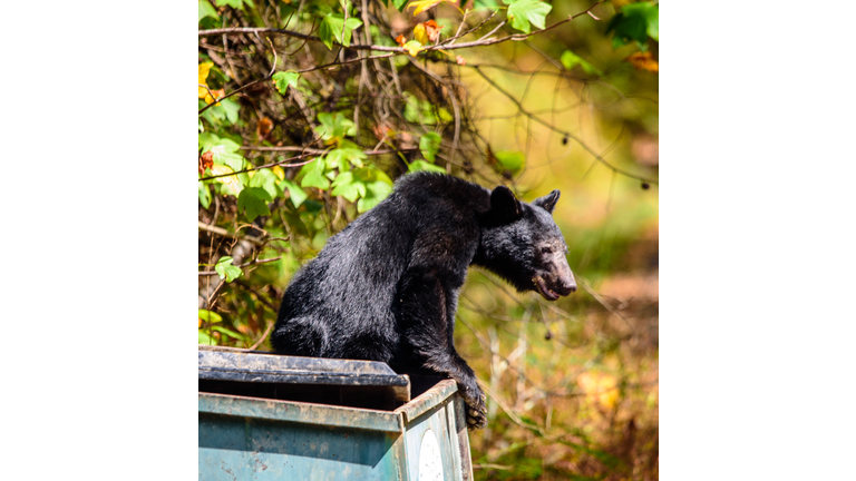 Dumpster diving black bear