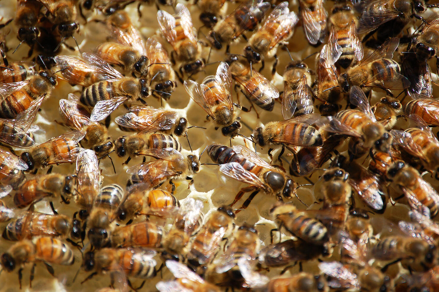 Inside the hive,Close-up of bees on honeycomb