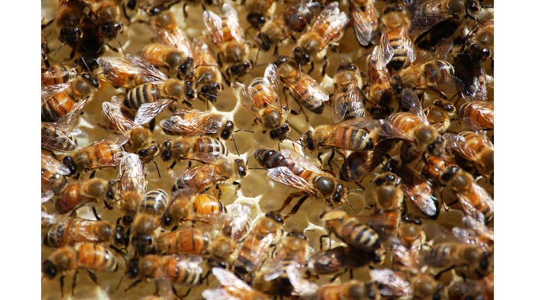 Inside the hive,Close-up of bees on honeycomb