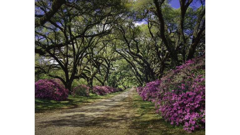 road lined with Azaleas and Live Oak tree canopy, Louisiana