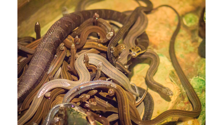 Group of water snakes (Homalopsidae) and their common name are water snakes, Indo-Australian water snakes, mud snakes, bockadam, ular air, and all are mildly venomous.