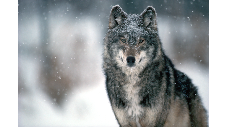 Minnesota Timber Wolf