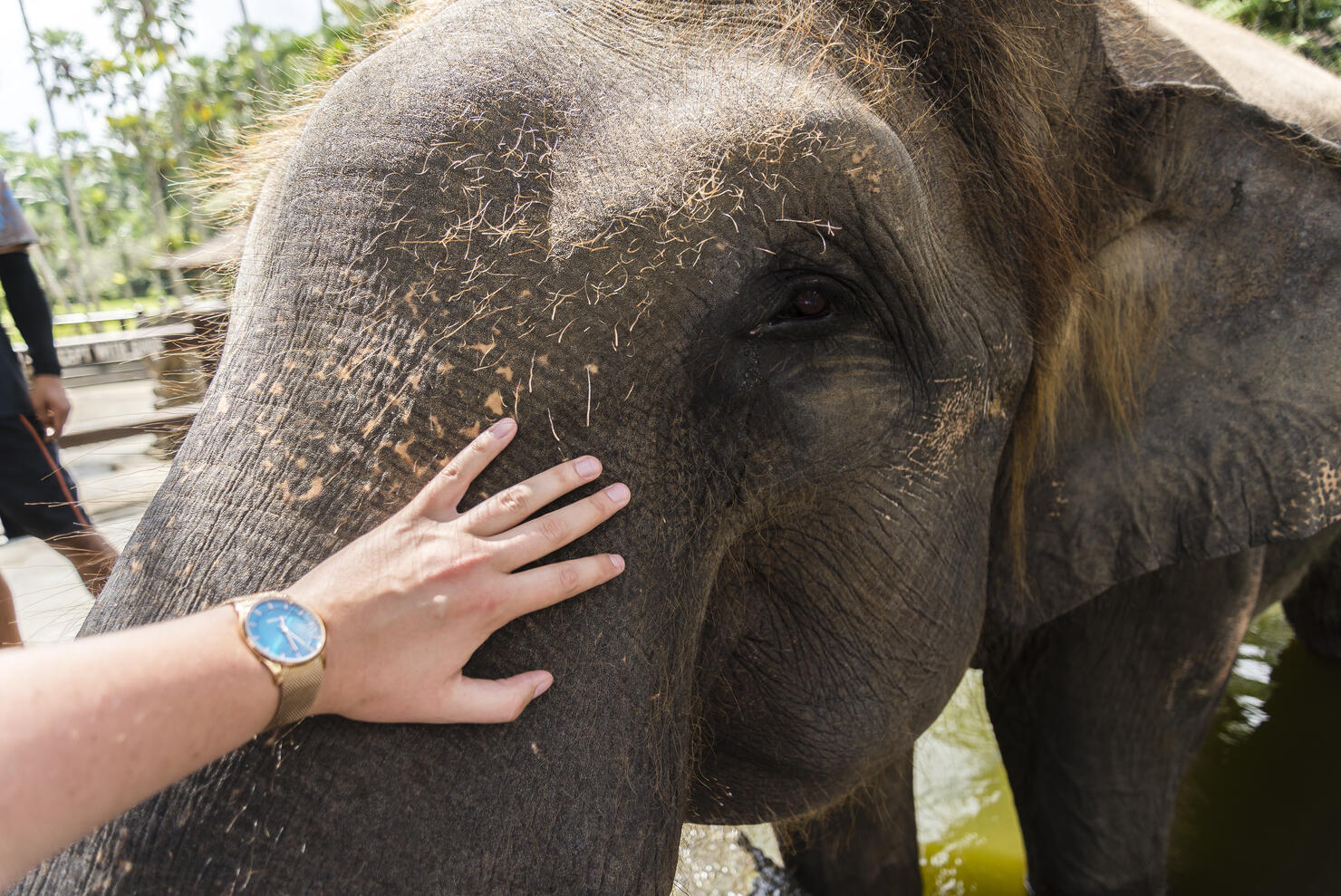 Male asian elephant, Bali, Indonesia