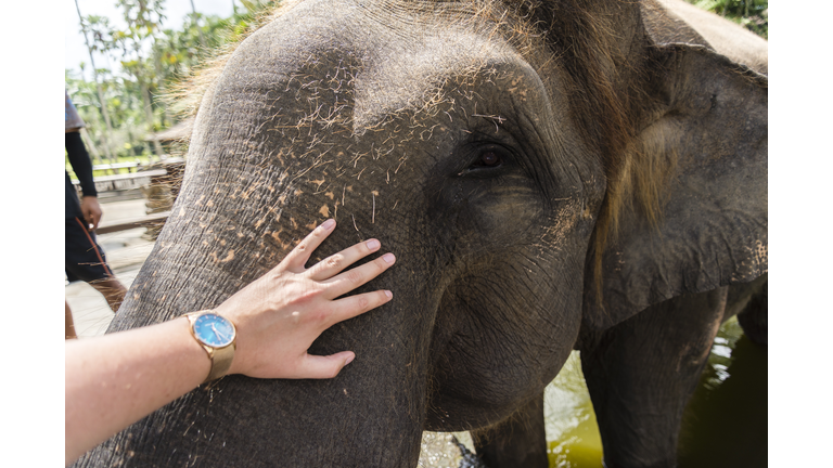 Male asian elephant, Bali, Indonesia