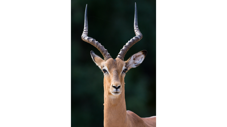 Portrait of impala antelope