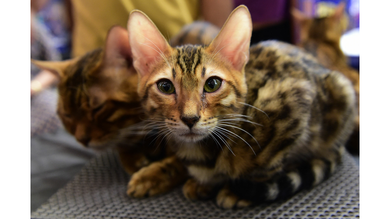 INDIA-ANIMAL-CAT SHOW