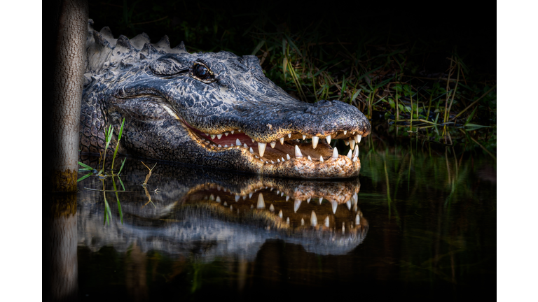 Alligator Teeth Reflection