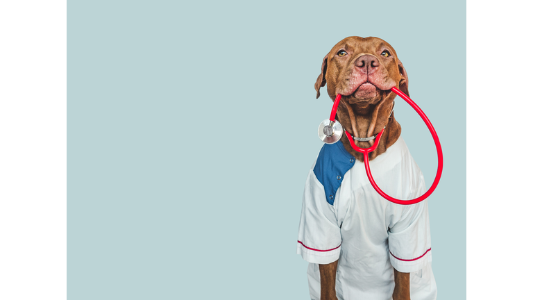 Lovable, pretty puppy, wearing a doctor's coat