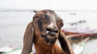 3 Things: Toilet Decorations, Motor-boating to Fight a Fire, Goat Runner