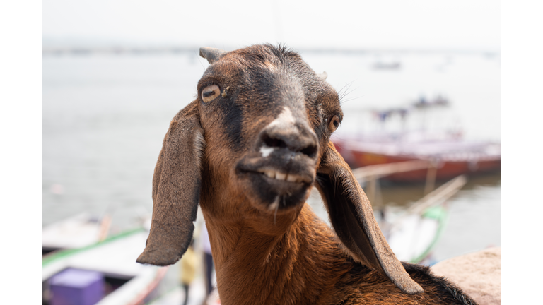 Crazy Goat India