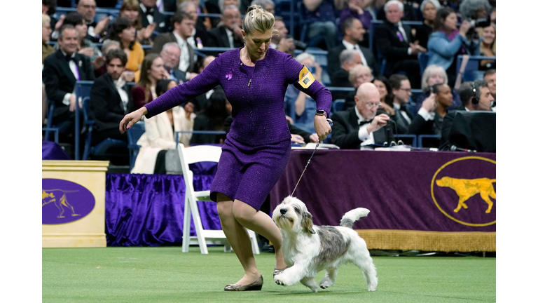 US-ANIMAL-DOG-WESTMINSTER