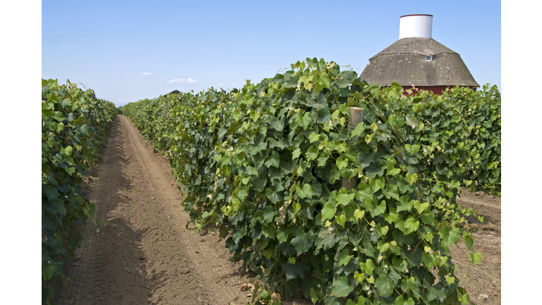 Vineyard and round barn