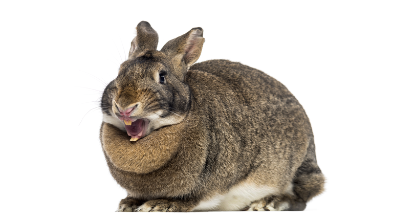 Funny Rabbit (4 years old)