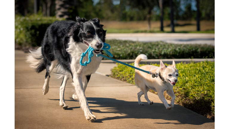 Large dog holding leash of smaller dog