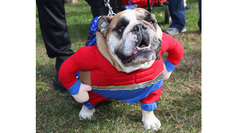 Barkfest Halloween Dog Costume Contest