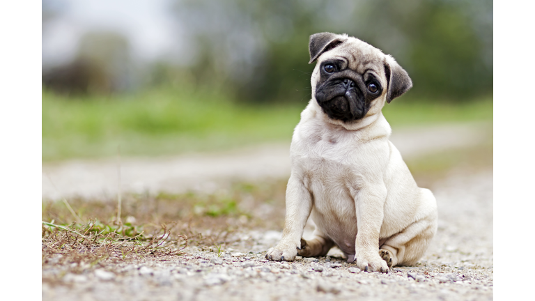 Pug Puppy Dog