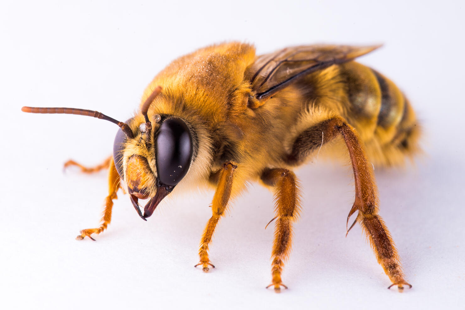 Honey bee