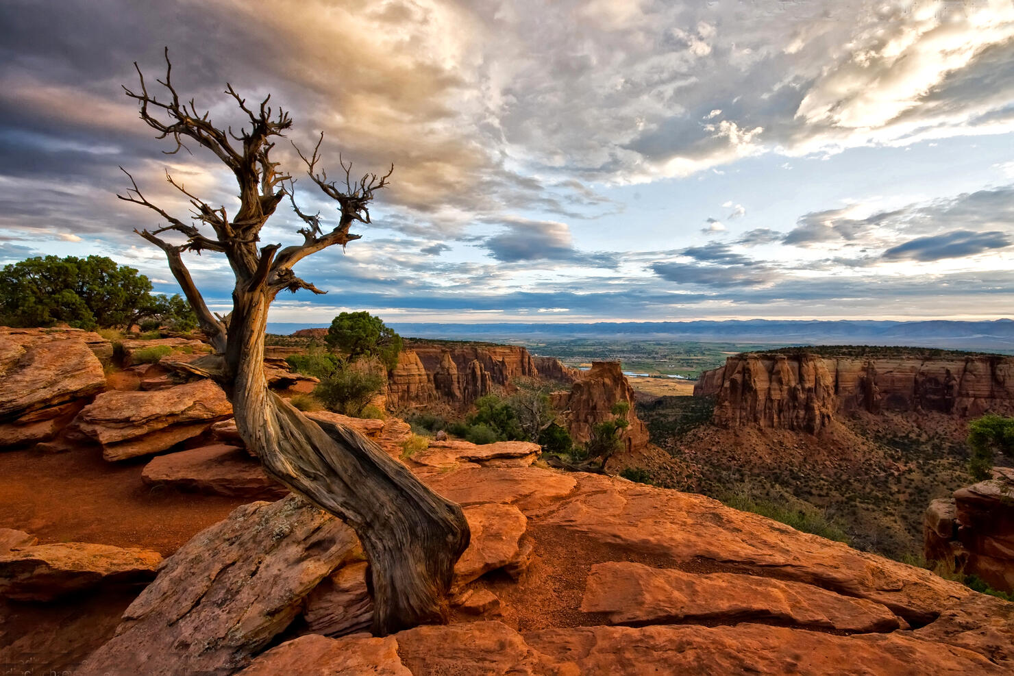 A lone tree at the Colorado National Monument