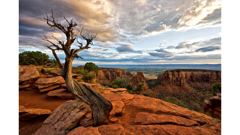 A lone tree at the Colorado National Monument