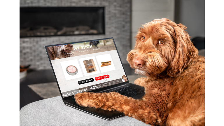 Labradoodle dog ordering online by internet for home delivery.