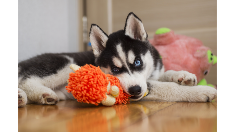 Husky puppy playing with toy. Little dog at home in a room playing with his toys.