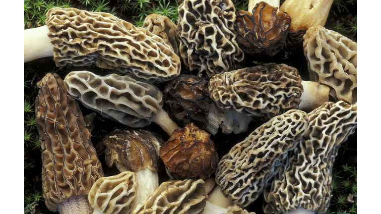 MORELS. YELLOW MOREL, MORCHELLA ESCULENTA. BLACK MOREL, M. ELATA. HALF-FREE MOREL. ALL EDIBLE. INDIANA.