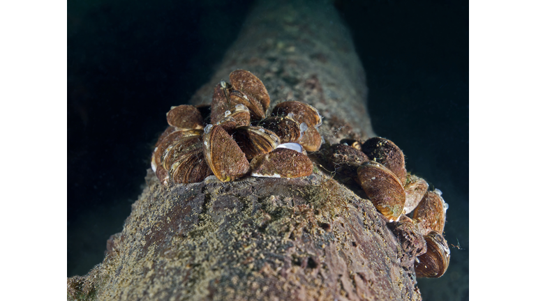 Tree trunk covered with zebra mussel (Dreissena polymorpha)