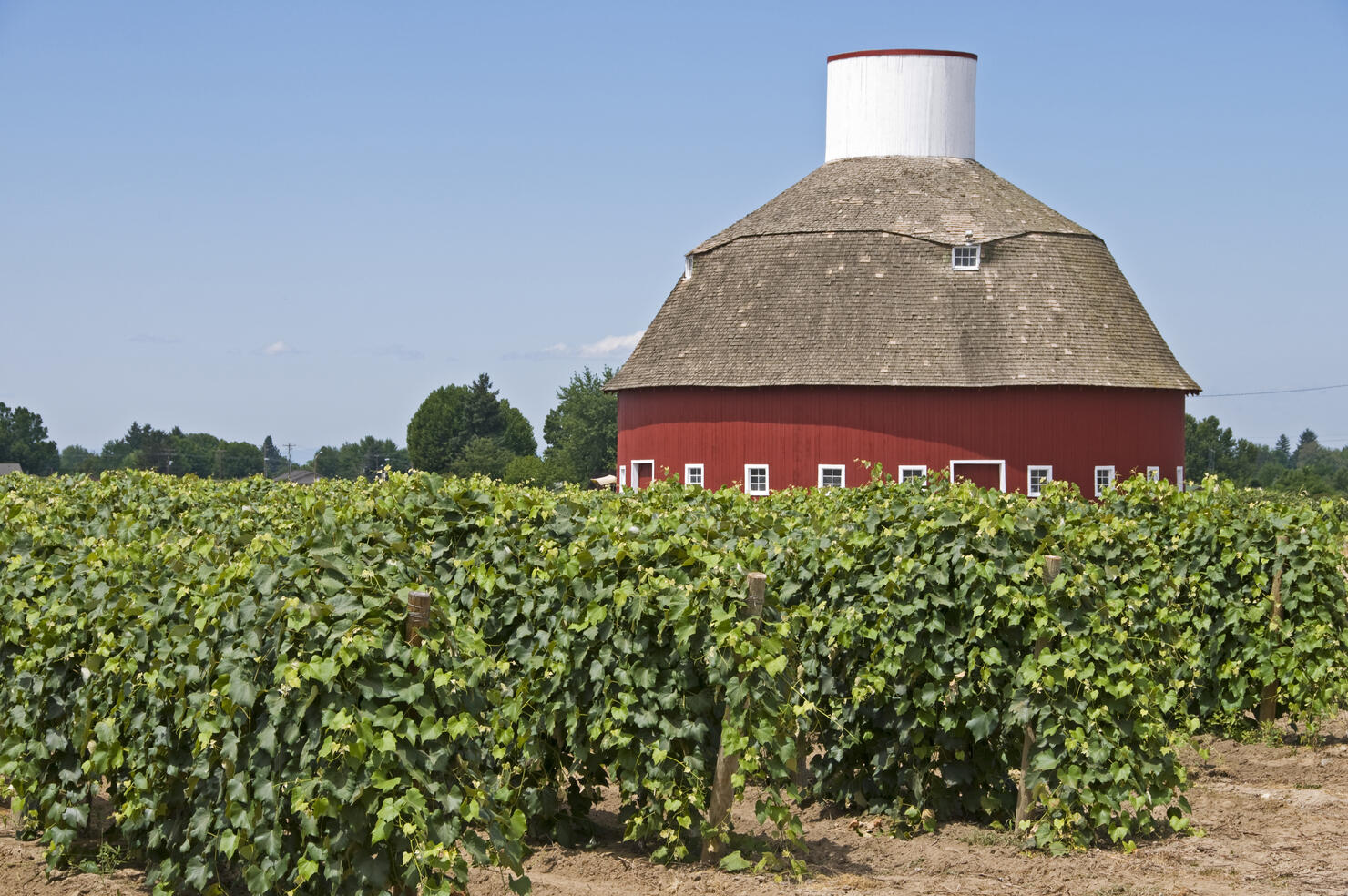 Vineyard and round barn