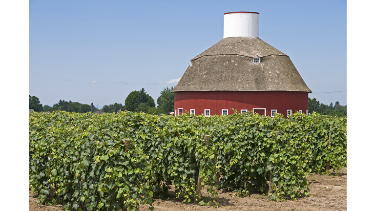 Vineyard and round barn