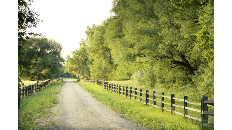 Country road with big green trees and fences at either side