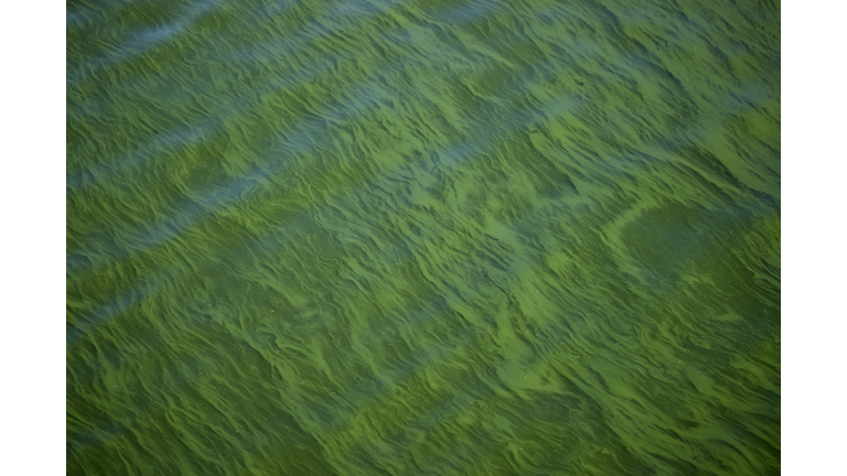 Cyanotoxin Outbreak Due To Dry, Hot Summer Threatens Water Supply In Clear Lake, California