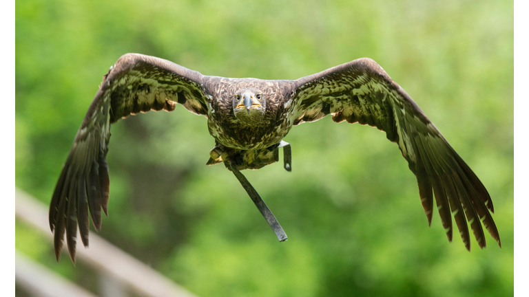 GERMANY-ANIMAL-NATURE