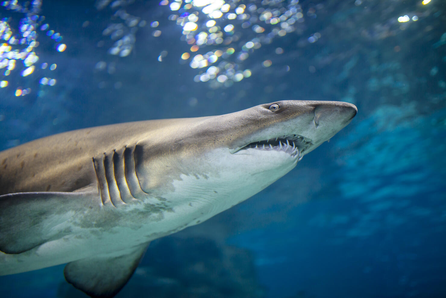 Shark Underwater