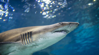 'Sharkman,' Nessie, & Lake Vostok / Open Lines