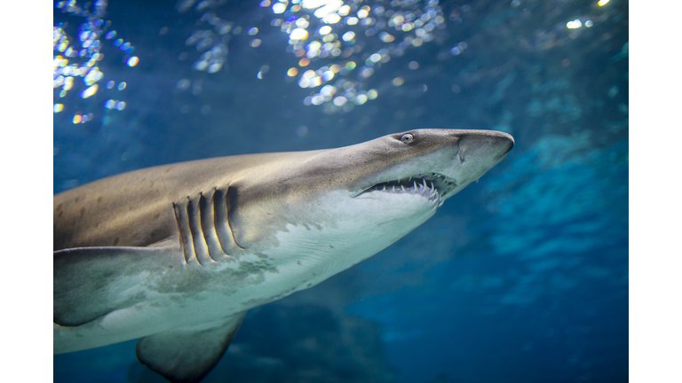 Shark Underwater