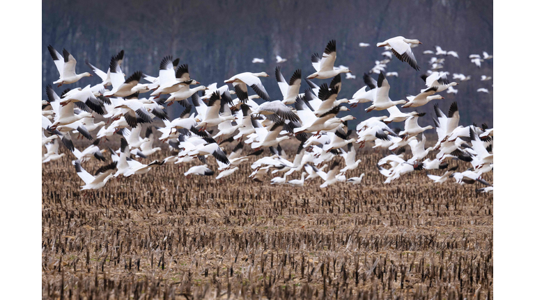 US-ENVIRONMENT-ANIMAL-BIRD-FLU