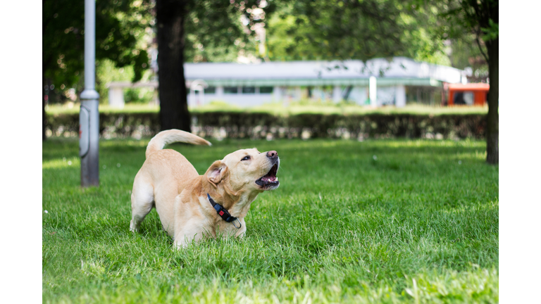 Portrait of Labrador dog barking and playing at city park