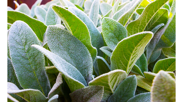 Herb Lambs ear