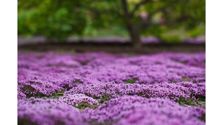 Creeping Thyme