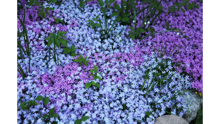 Flowers of creeping Phlox, carpeted, styloid, ground cover, blooming, Цветы