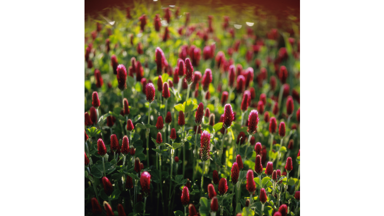 Crimson clover (Trifolium incarnatum)